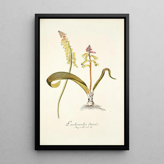 Nikolaus Joseph Freiherr von Jacquin - Lachenalia luteola.webp