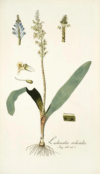 Nikolaus Joseph Freiherr von Jacquin - Lachenalia orchioides.webp