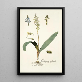 Nikolaus Joseph Freiherr von Jacquin - Lachenalia orchioides.webp