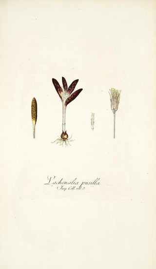Nikolaus Joseph Freiherr von Jacquin - Lachenalia pusilla.webp