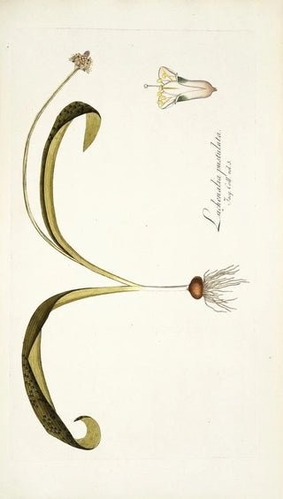 Nikolaus Joseph Freiherr von Jacquin - Lachenalia pustulata.webp