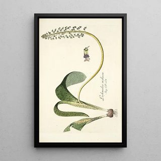 Nikolaus Joseph Freiherr von Jacquin - Lachenalia violacea.webp