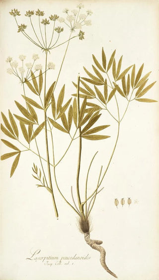 Nikolaus Joseph Freiherr von Jacquin - Laserpitium peucedanoides.webp