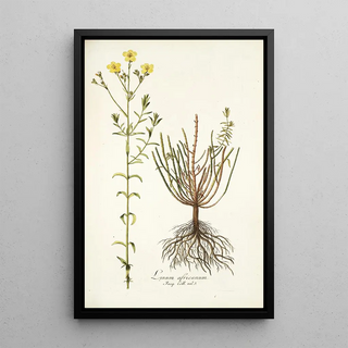 Nikolaus Joseph Freiherr von Jacquin - Linum africanum.webp