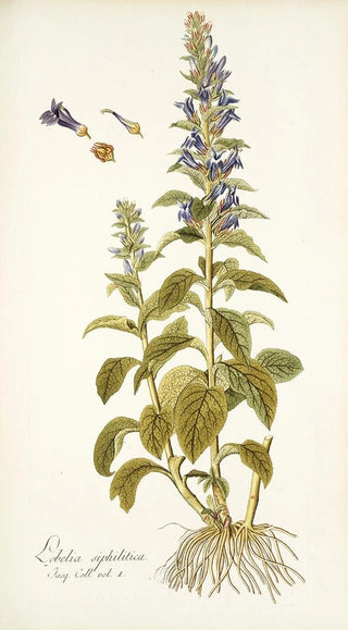 Nikolaus Joseph Freiherr von Jacquin - Lobelia siphilitica.webp