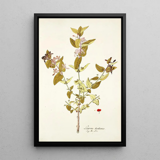 Nikolaus Joseph Freiherr von Jacquin - Lonicera tartarica.webp