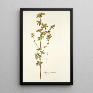 Nikolaus Joseph Freiherr von Jacquin - Malva scoparla.webp