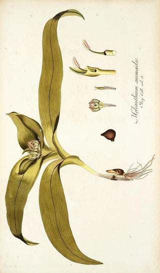 Nikolaus Joseph Freiherr von Jacquin - Melanthium eucomoides.webp