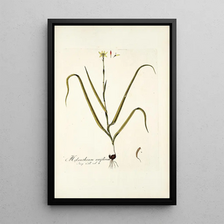 Nikolaus Joseph Freiherr von Jacquin - Melanthium uniflorum.webp