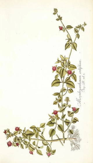 Nikolaus Joseph Freiherr von Jacquin - Mesembryanthemum cordifolium.webp