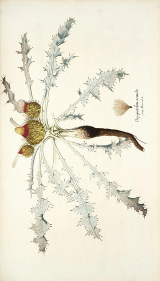 Nikolaus Joseph Freiherr von Jacquin - Onopordon acaule.webp