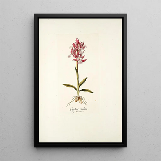 Nikolaus Joseph Freiherr von Jacquin - Orchis rubra.webp