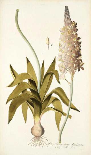 Nikolaus Joseph Freiherr von Jacquin - Ornithogalum lacteum.webp