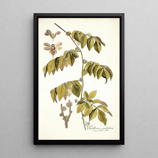 Nikolaus Joseph Freiherr von Jacquin - Paullinia cauliflora.webp