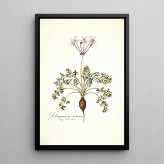 Nikolaus Joseph Freiherr von Jacquin - Pelargonium carneum.webp