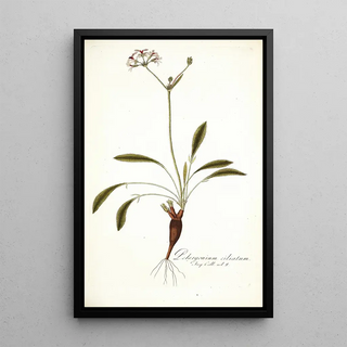 Nikolaus Joseph Freiherr von Jacquin - Pelargonium ciliatum.webp