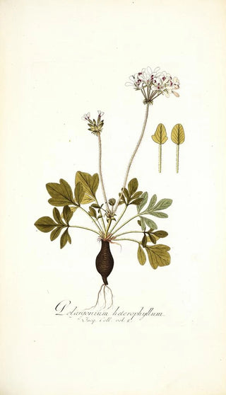 Nikolaus Joseph Freiherr von Jacquin - Pelargonium heterophyllum.webp
