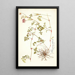 Nikolaus Joseph Freiherr von Jacquin - Pelargonium multicaule.webp