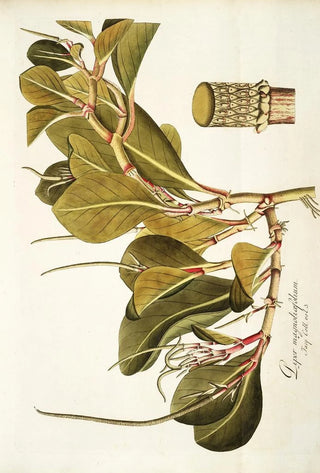 Nikolaus Joseph Freiherr von Jacquin - Piper magnoliaefollum.webp