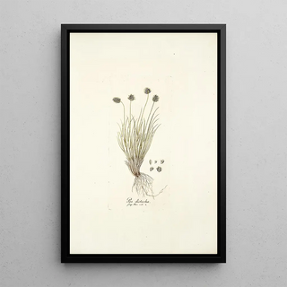 Nikolaus Joseph Freiherr von Jacquin - Poa disticha.webp