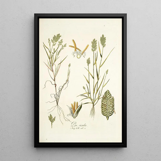 Nikolaus Joseph Freiherr von Jacquin - Poa sicula.webp