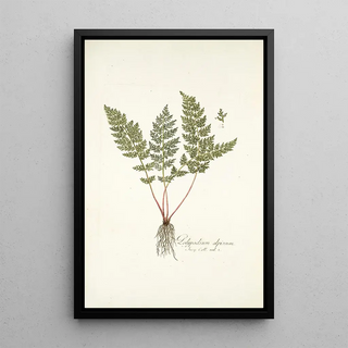 Nikolaus Joseph Freiherr von Jacquin - Polypodium alpinum.webp