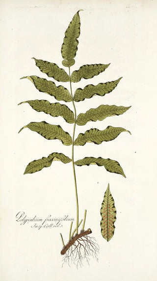 Nikolaus Joseph Freiherr von Jacquin - Polypodium fraxinifolium.webp