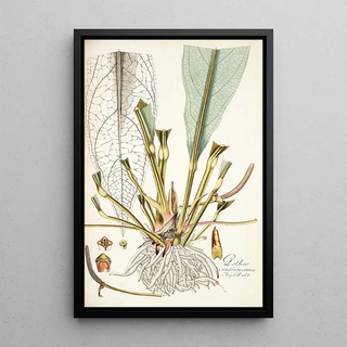 Nikolaus Joseph Freiherr von Jacquin - Pothos crassinervia.webp