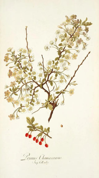 Nikolaus Joseph Freiherr von Jacquin - Prunus chamaecerasu.webp