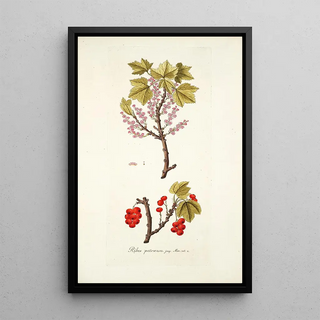 Nikolaus Joseph Freiherr von Jacquin - Ribes petraeum.webp