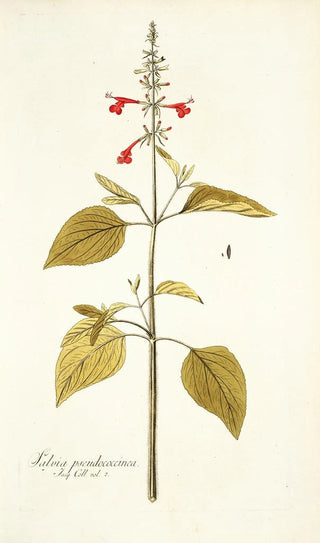 Nikolaus Joseph Freiherr von Jacquin - Salvia pseudococcinea.webp