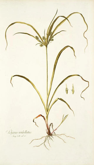 Nikolaus Joseph Freiherr von Jacquin - Schoenus umbellatus.webp