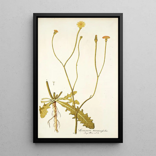 Nikolaus Joseph Freiherr von Jacquin - Scorzonera taraxacifolia.webp