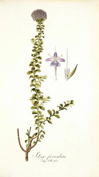 Nikolaus Joseph Freiherr von Jacquin - Selago fasciculata.webp