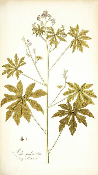 Nikolaus Joseph Freiherr von Jacquin - Sida palmata.webp