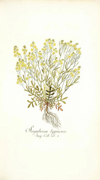 Nikolaus Joseph Freiherr von Jacquin - Sisymbrium lippizense.webp