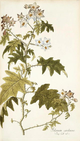 Nikolaus Joseph Freiherr von Jacquin - Solanum carolinense.webp