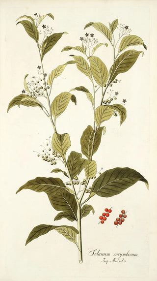 Nikolaus Joseph Freiherr von Jacquin - Solanum corymbosum.webp