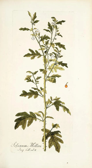 Nikolaus Joseph Freiherr von Jacquin - Solanum milleri.webp