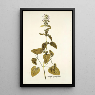 Nikolaus Joseph Freiherr von Jacquin - Stachys canariensis.webp