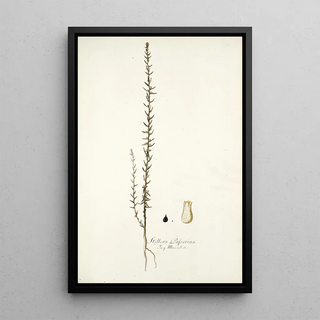 Nikolaus Joseph Freiherr von Jacquin - Stellera passerina.webp