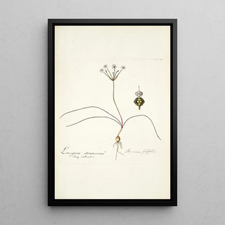 Nikolaus Joseph Freiherr von Jacquin - Strumaria filifolia.webp