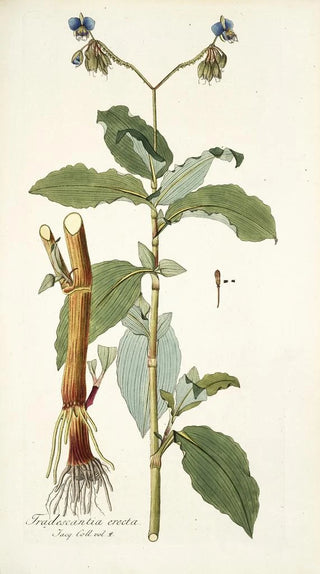 Nikolaus Joseph Freiherr von Jacquin - Tradescantia erecta.webp