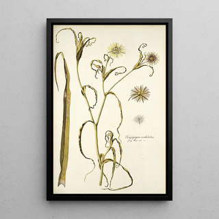 Nikolaus Joseph Freiherr von Jacquin - Tragopogon undulatus.webp