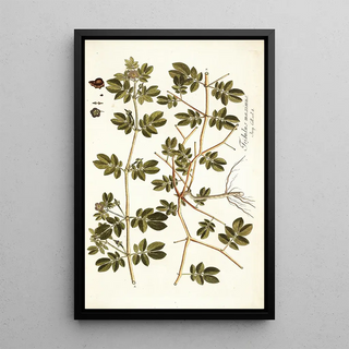 Nikolaus Joseph Freiherr von Jacquin - Tribulus maximus.webp