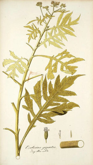 Nikolaus Joseph Freiherr von Jacquin - Verbesina gigantea.webp