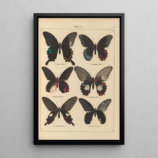 Otto Staudinger - Exotische schmetterlinge Pl005.webp