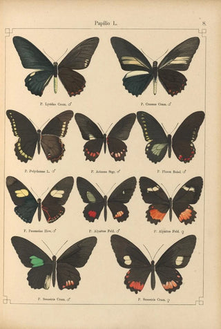 Otto Staudinger - Exotische schmetterlinge Pl008.webp