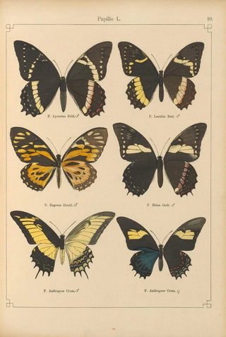 Otto Staudinger - Exotische schmetterlinge Pl010.webp
