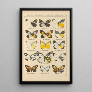 Otto Staudinger - Exotische schmetterlinge Pl020.webp